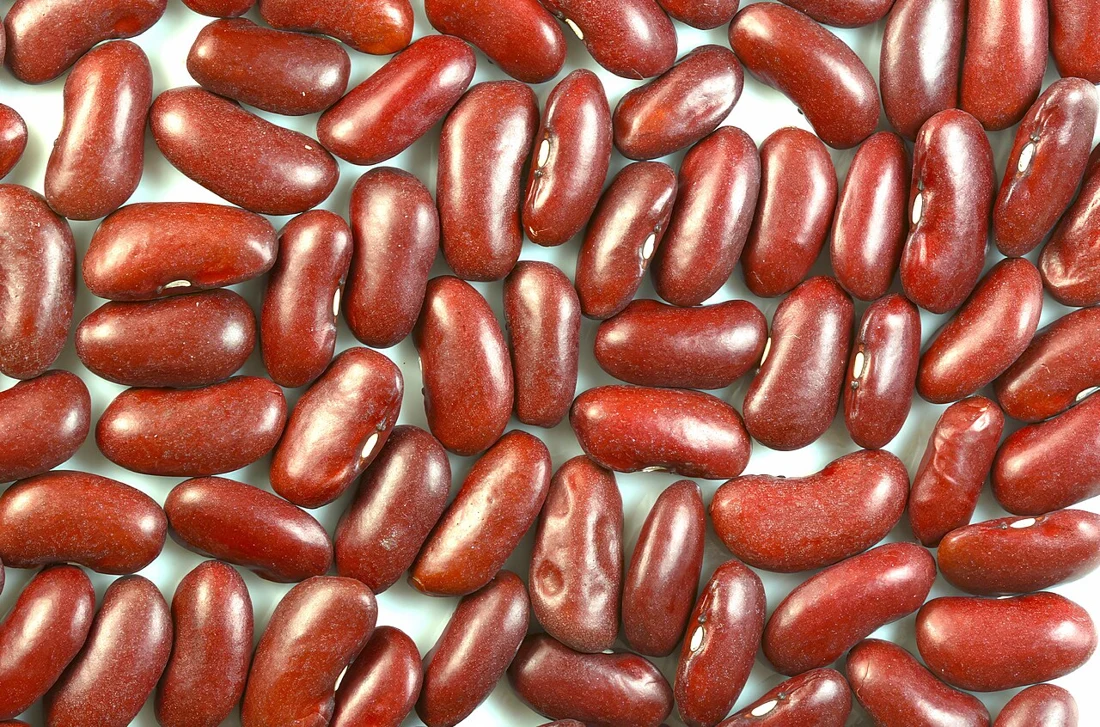 Representative kidney beans