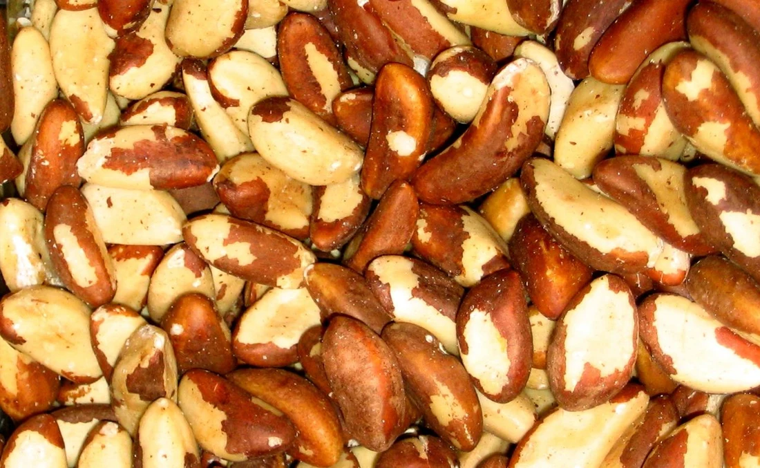 Brazil Nuts representative photograph